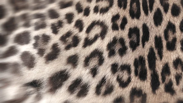 Real Leopard fourrure gros plan pour l'utilisateur de fond — Photo