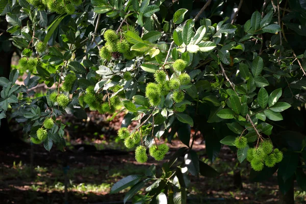 Jovem rambutan na árvore — Fotografia de Stock