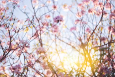 Bulanık pembe bahar, parlak ışık arka planı, güzel doğa ağacı güneş ışığıyla çiçek açıyor..