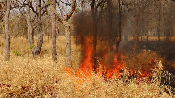 Incendi forestali — Foto Stock