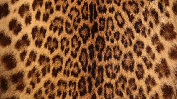 Real tiger fur — Stock Photo, Image