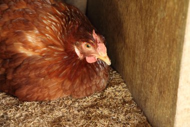 Tavuk yumurta yuvada