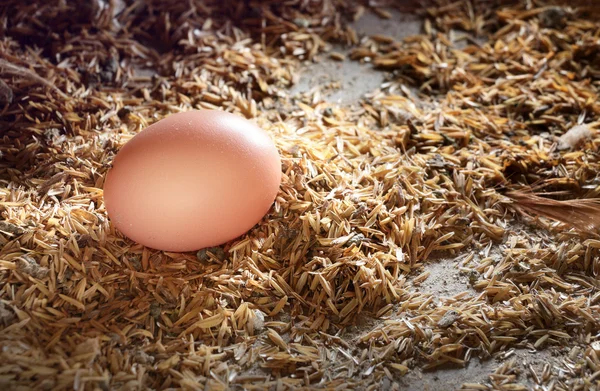 養鶏場の巣で茶色の卵 — ストック写真