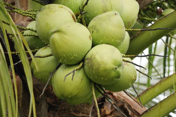 Grüne frische Kokosnuss im Bund am Baum. — Stockfoto