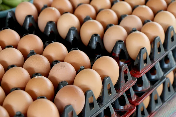 Ovos castanhos em caixas. — Fotografia de Stock