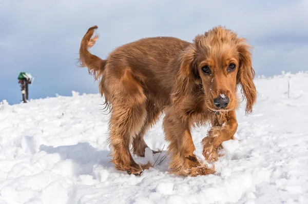 Englischer Cockerspaniel spielt im Schnee — Stockfoto