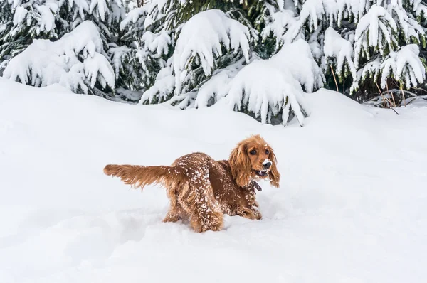 Inglês cocker spaniel jogando na neve — Fotografia de Stock