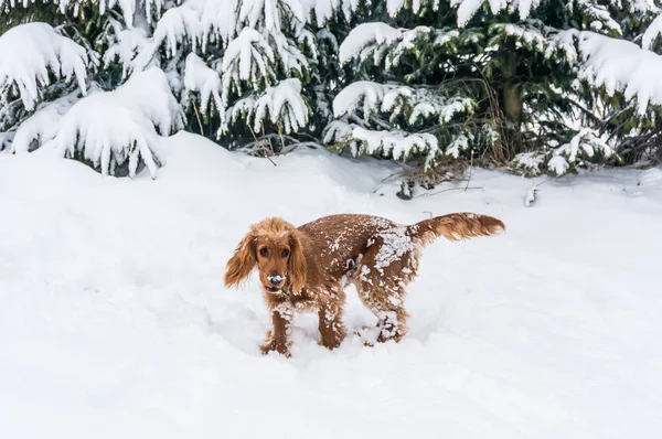 Inglés cocker spaniel jugando en la nieve — Foto de Stock