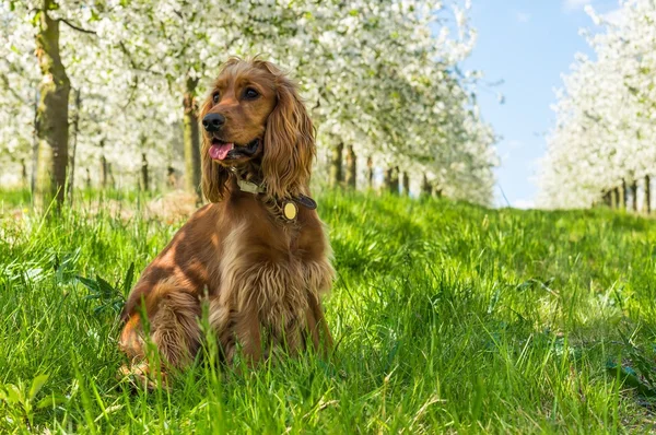 Inglês cocker spaniel no jardim de frutas — Fotografia de Stock