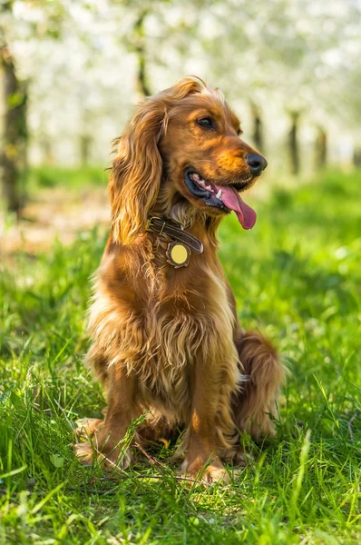 Inglês cocker spaniel no jardim de frutas — Fotografia de Stock