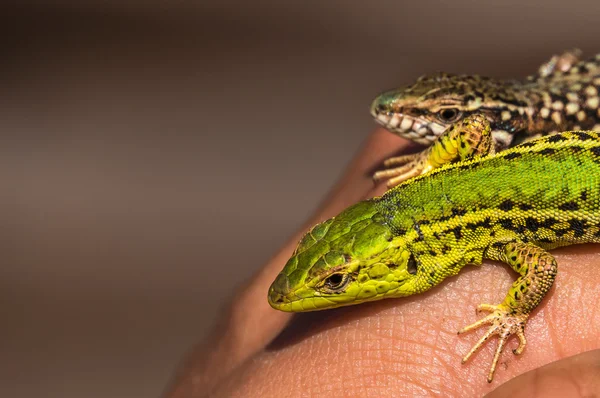 Zwei Echsen in der Hand — Stockfoto