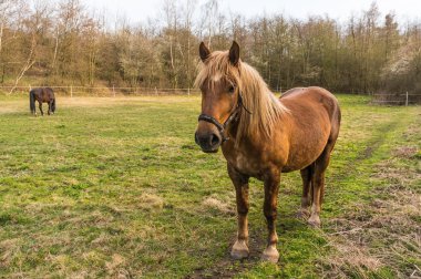 Yeşil çimenlerin üzerinde kahverengi at standları