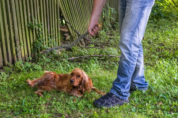 Homem segura um pau na mão e ele quer bater no cão — Fotografia de Stock