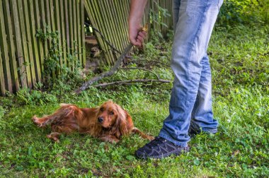 Adam elinde bir sopa tutan ve o köpeği vurmak istiyor