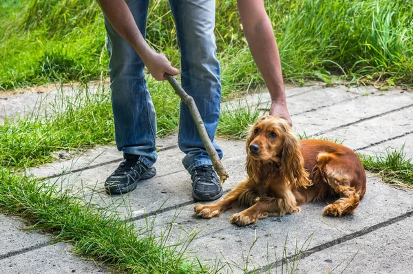 Homem segura um pau na mão e ele quer bater no cão — Fotografia de Stock