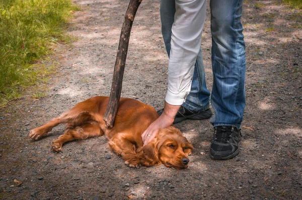 Homem segura um pau na mão e ele quer bater no cão — Fotografia de Stock
