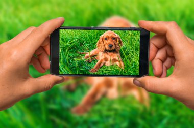Cep telefonu ile İngilizce cocker spaniel fotoğraf çekme