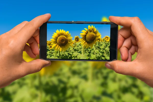 携帯電話でヒマワリ畑を撮影 — ストック写真