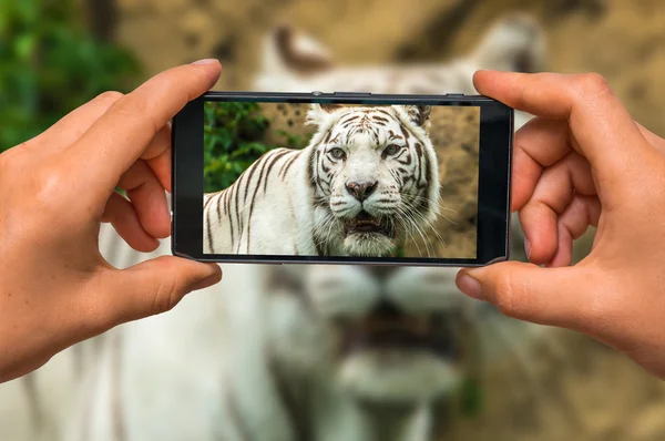 Tomar una foto de White Tiger con teléfono móvil — Foto de Stock
