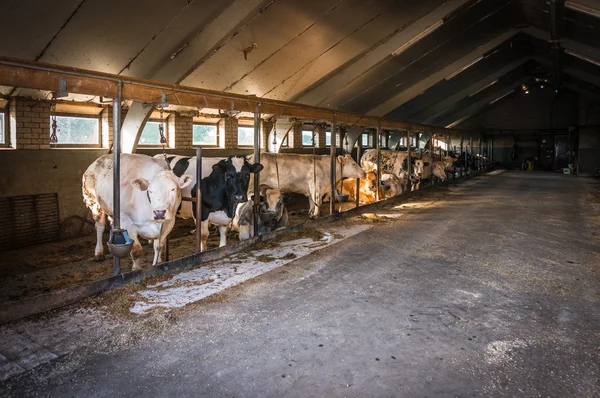 Cows in the cowshed — Stock Photo, Image