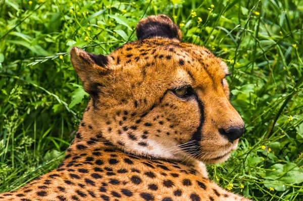 Cheetah in nature — Stock Photo, Image