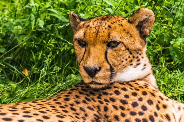 Cheetah in nature — Stock Photo, Image