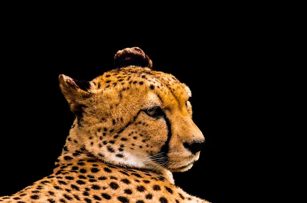 Portrait of a cheetah isolated on black — Stock Photo, Image
