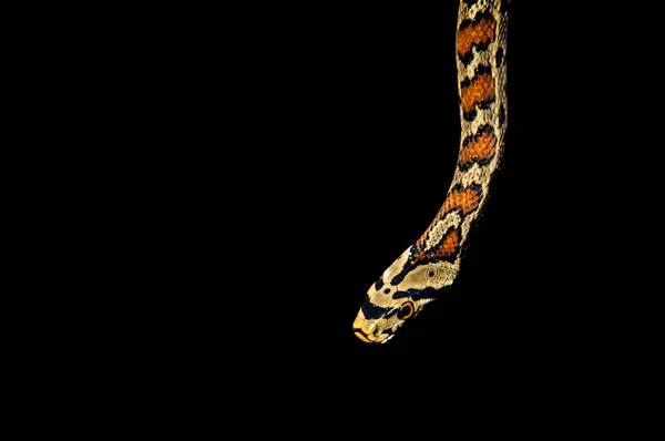 Snake isolerad på svart bakgrund — Stockfoto