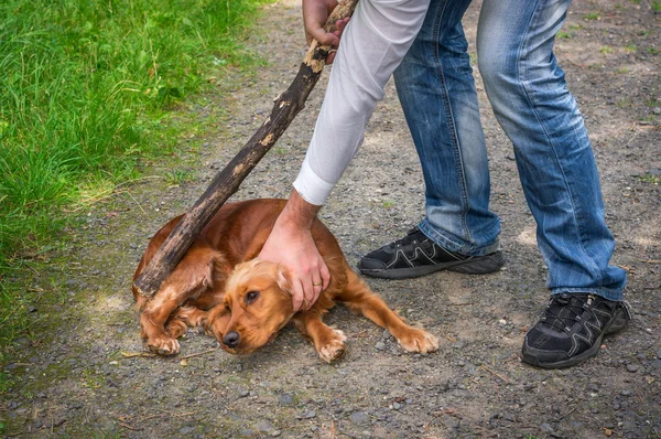 Człowiek posiada kijem w ręku i chce uderzyć psa — Zdjęcie stockowe