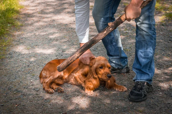 Mann hält Stock in der Hand und will Hund schlagen — Stockfoto