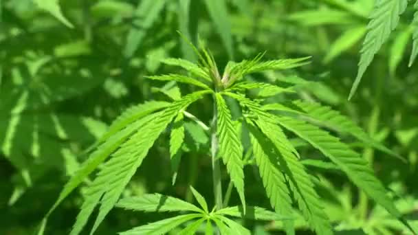 Plantas Marihuana Aire Libre Campo Cultivo Cannabis — Vídeo de stock