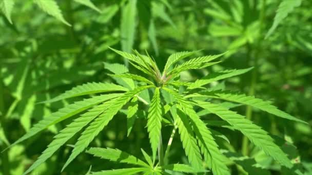 Marihuana Rostliny Přírodě Konopí Pole — Stock video