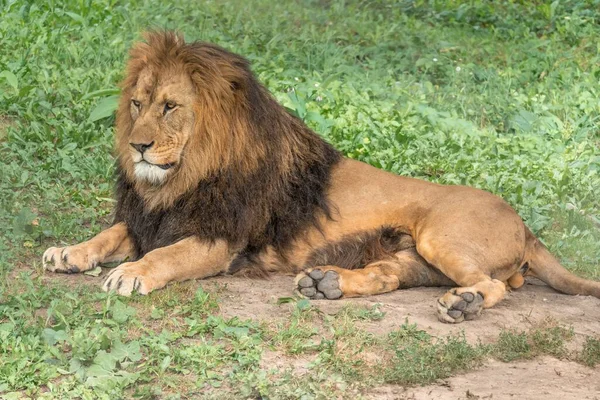 Lion Lying Resting Sunny Day Ground — Stock Photo, Image