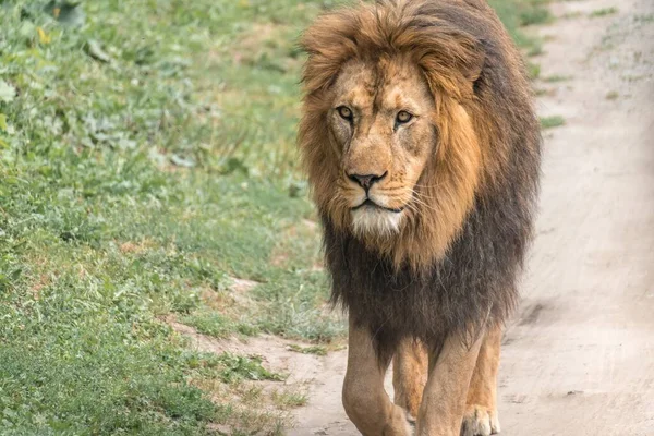 Lion Sunny Day — Stock Photo, Image