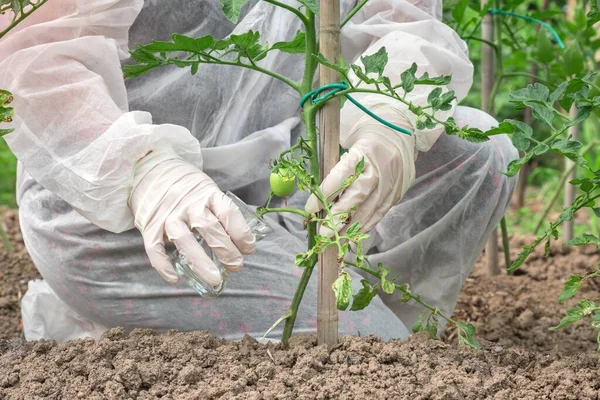 Ggo Wetenschapper Overall Genetisch Gemodificeerde Tomaten Tomatenkwekerij — Stockfoto