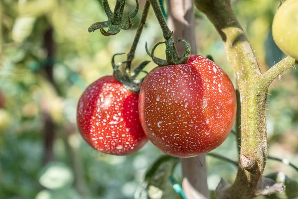 Tomates Pulvérisées Avec Des Pesticides Herbicides Insecticides Concept Mauvaise Alimentation Photo De Stock