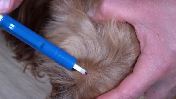 Médico Veterinário Removendo Carrapato Cão Animal Animal Estimação Conceito Cuidados — Vídeo de Stock