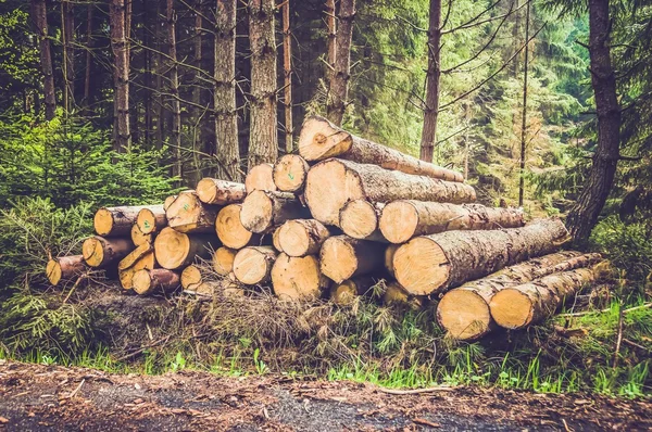 Pile of wood logs in the forest - retro and vintage style — 스톡 사진