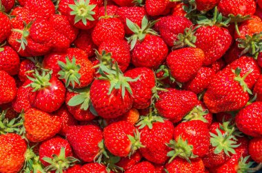 taze olgun çilek kökenli