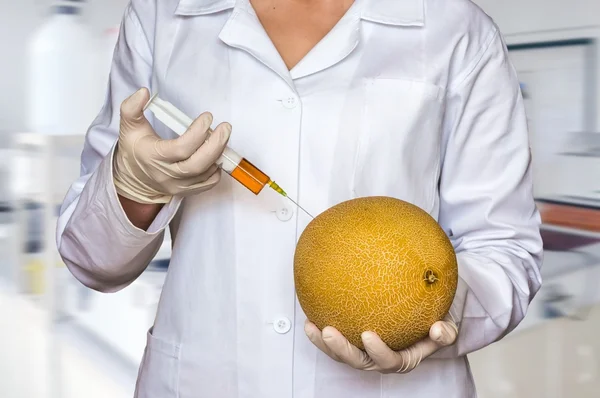 GMO experiment: Scientist injecting liquid from syringe into yellow melon in agricultural research laboratory