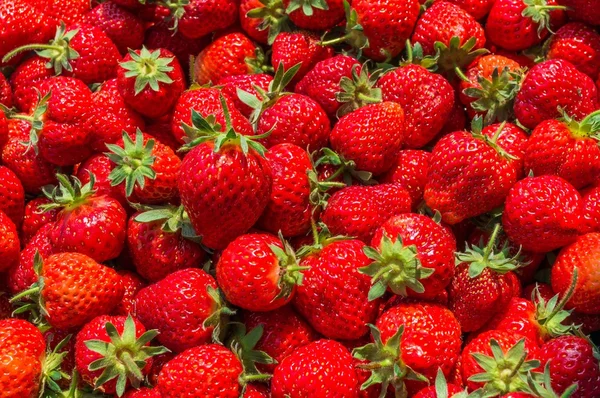 Fondo de fresas frescas maduras — Foto de Stock