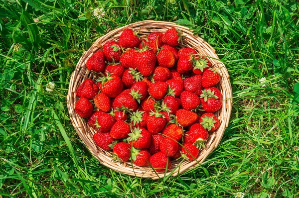 Fresas rojas frescas en cesta de punto de madera — Foto de Stock