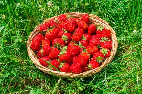 Fresas rojas frescas en cesta de punto de madera — Foto de Stock
