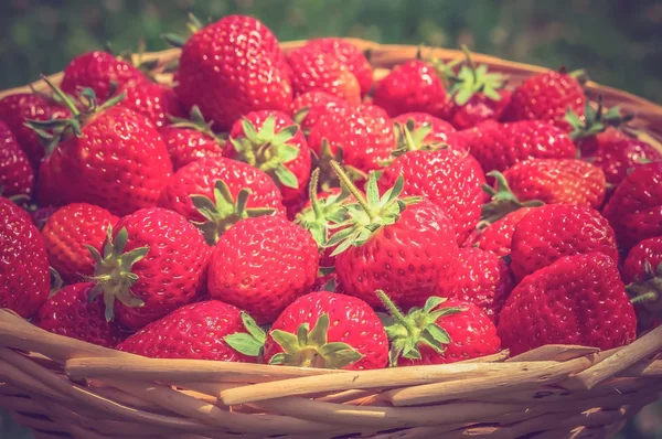 Fresas rojas frescas en cesta de punto de madera — Foto de Stock