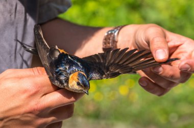 Ornithologist examines bird