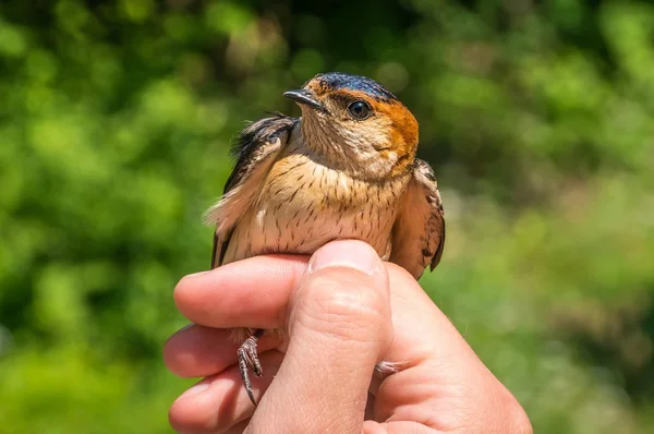 Ornithologist examines bird — Stock Photo, Image