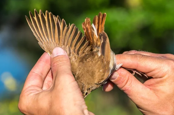 Ornithologist examines bird — Stock Photo, Image