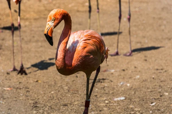 Flamingo — Stockfoto