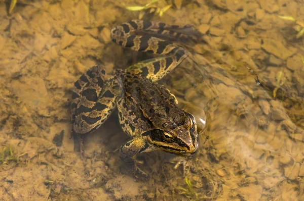 Nahaufnahme Frosch auf dem Wasser — Stockfoto