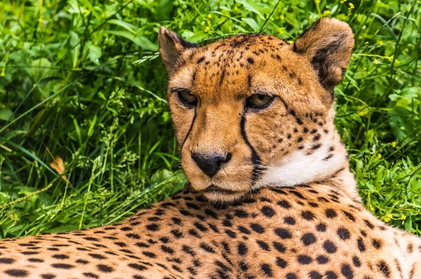 Portrait of a wild cheetah — Stock Photo, Image